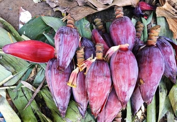Thứ này vừa là hoa vừa là rau, có rất nhiều ở Việt Nam: Tận dụng sẽ giúp bổ phổi, khỏe tim, hồi xuân hiệu quả mà nhiều phụ nữ chưa biết-2