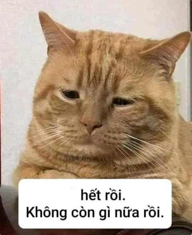 Dân ôm cổ FLC bây giờ: Tầm này mình sống như 1 đoá hoa, chỉ muốn uống ly trà hoa cúc để... tĩnh tâm lại-2