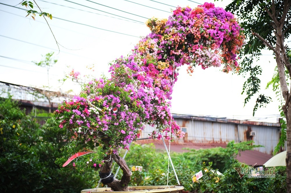 Độc bản Tết 2022: Hoa giấy dáng rồng giá 250 triệu-1