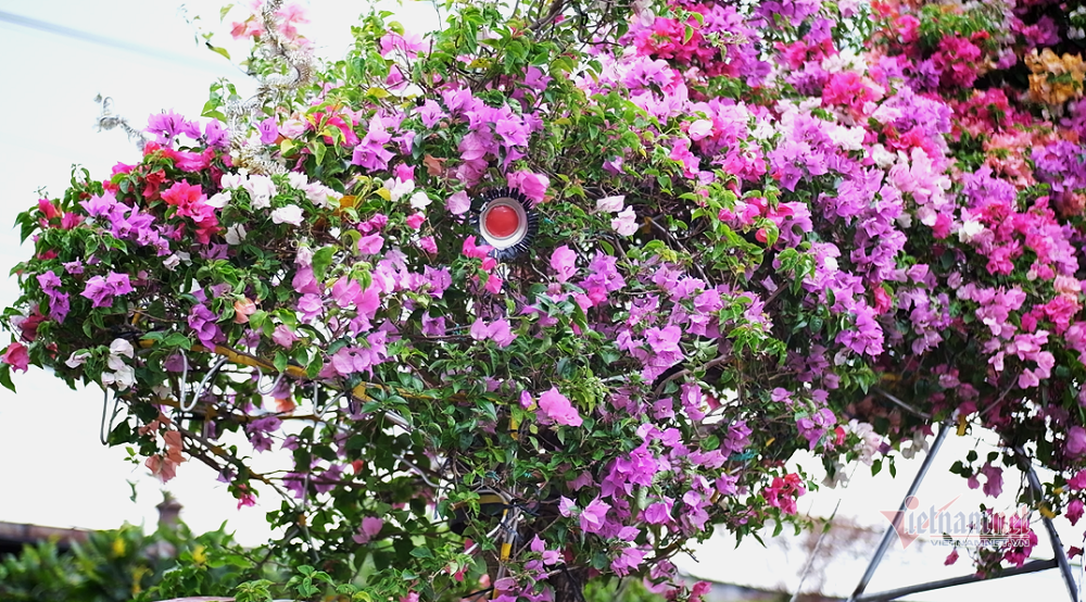 Độc bản Tết 2022: Hoa giấy dáng rồng giá 250 triệu-2