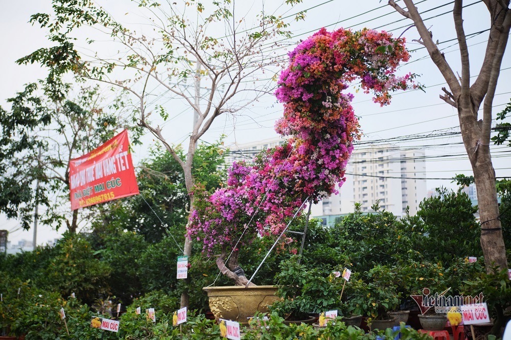 Độc bản Tết 2022: Hoa giấy dáng rồng giá 250 triệu-4