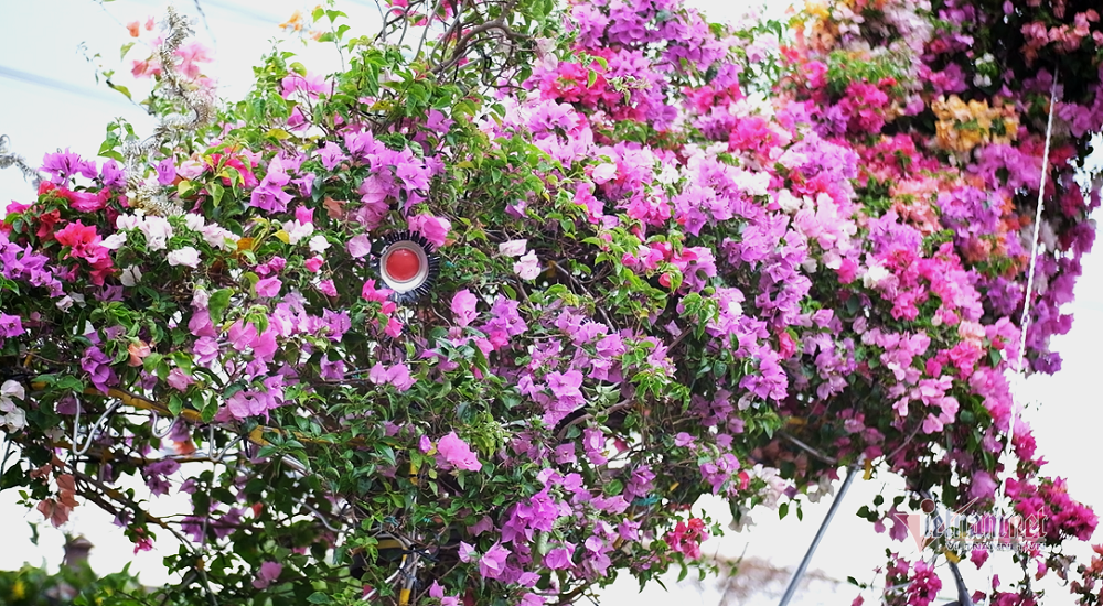 Độc bản Tết 2022: Hoa giấy dáng rồng giá 250 triệu-3