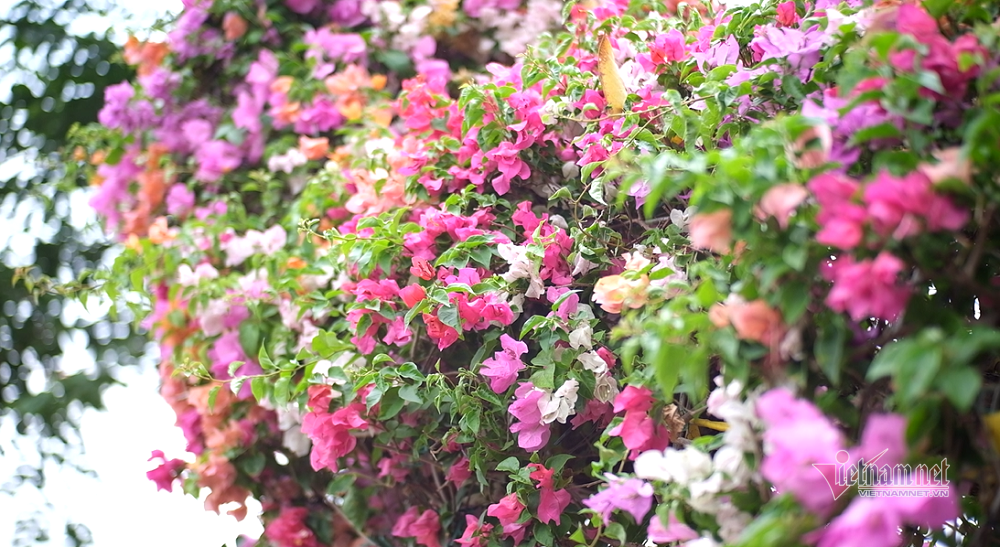 Độc bản Tết 2022: Hoa giấy dáng rồng giá 250 triệu-5