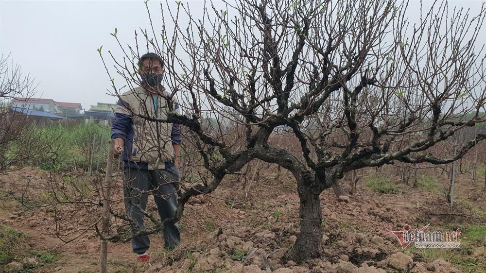 Cận Tết Nguyên đán, đào chúm chím nụ, khách chẳng tới coi-1
