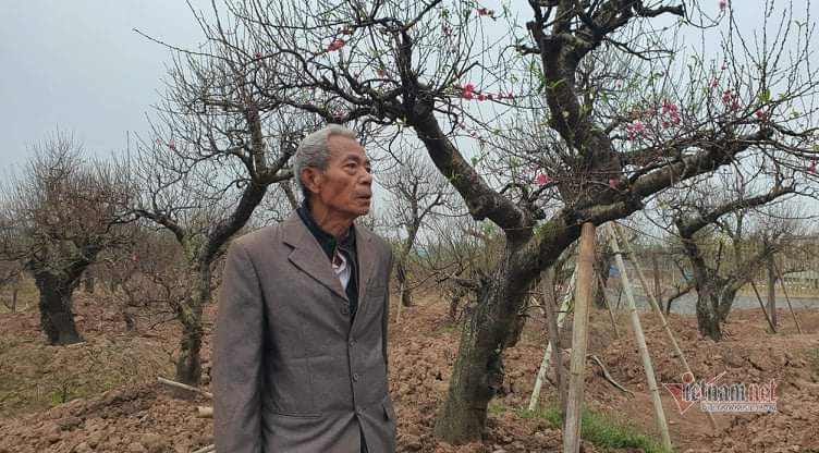 Cận Tết Nguyên đán, đào chúm chím nụ, khách chẳng tới coi-3