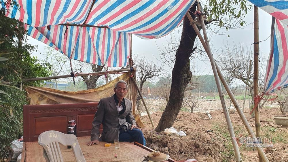 Cận Tết Nguyên đán, đào chúm chím nụ, khách chẳng tới coi-4