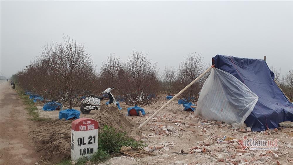 Cận Tết Nguyên đán, đào chúm chím nụ, khách chẳng tới coi-5