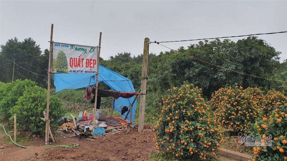 Cận Tết Nguyên đán, đào chúm chím nụ, khách chẳng tới coi-7