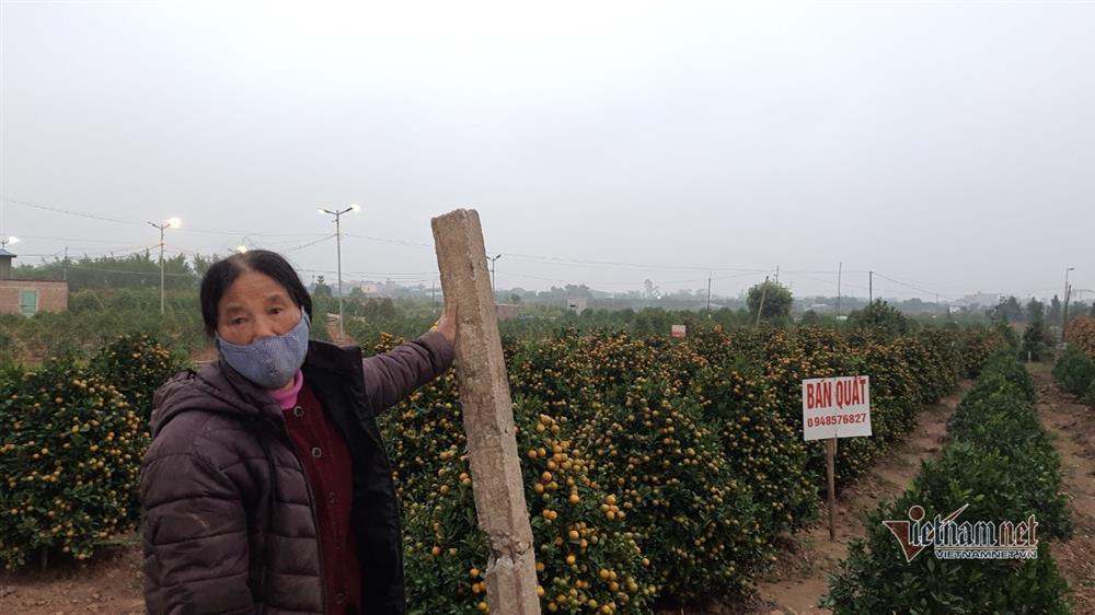 Cận Tết Nguyên đán, đào chúm chím nụ, khách chẳng tới coi-8