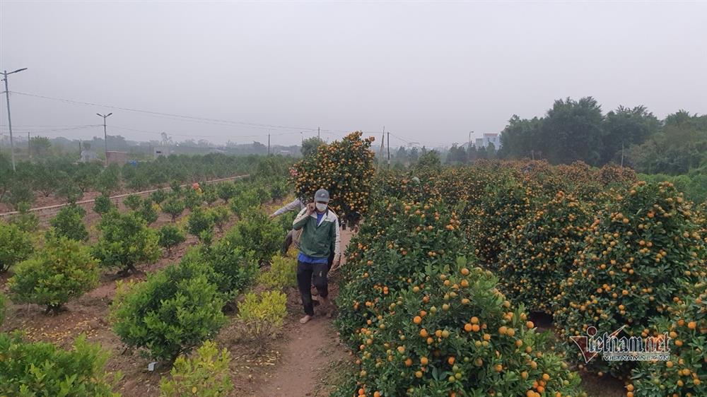 Cận Tết Nguyên đán, đào chúm chím nụ, khách chẳng tới coi-9