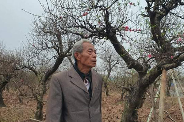 Hoa đào độc lạ, giá tiền triệu hút khách Hà thành mua trưng Tết-5