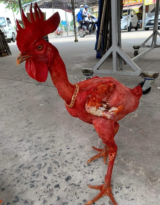 Kì lạ con gà trần trụi, thích ăn sầu riêng, khách trả 50 triệu mà chủ không chịu bán-1
