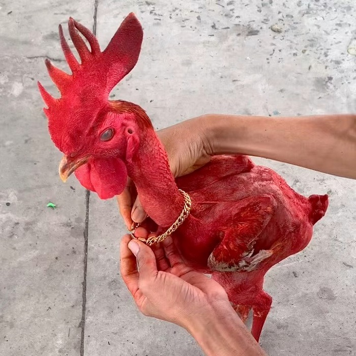 Kì lạ con gà trần trụi, thích ăn sầu riêng, khách trả 50 triệu mà chủ không chịu bán-2