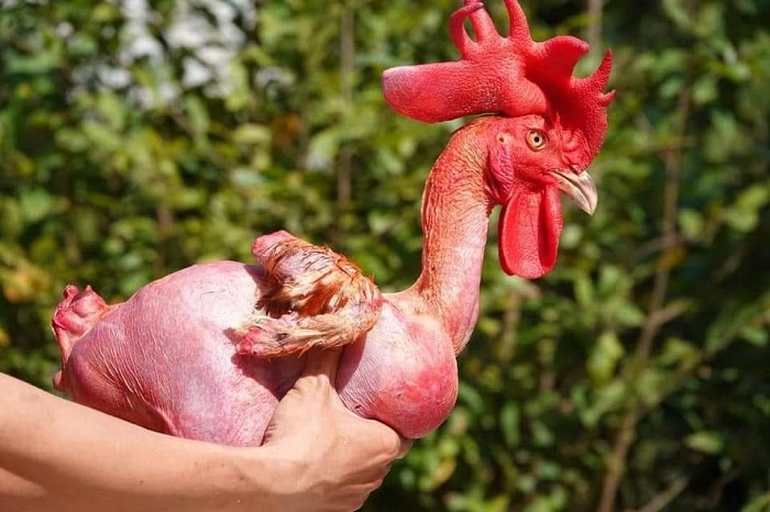 Kì lạ con gà trần trụi, thích ăn sầu riêng, khách trả 50 triệu mà chủ không chịu bán-4