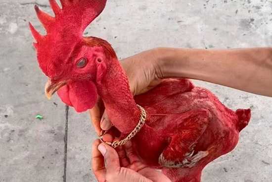 Kì lạ con gà