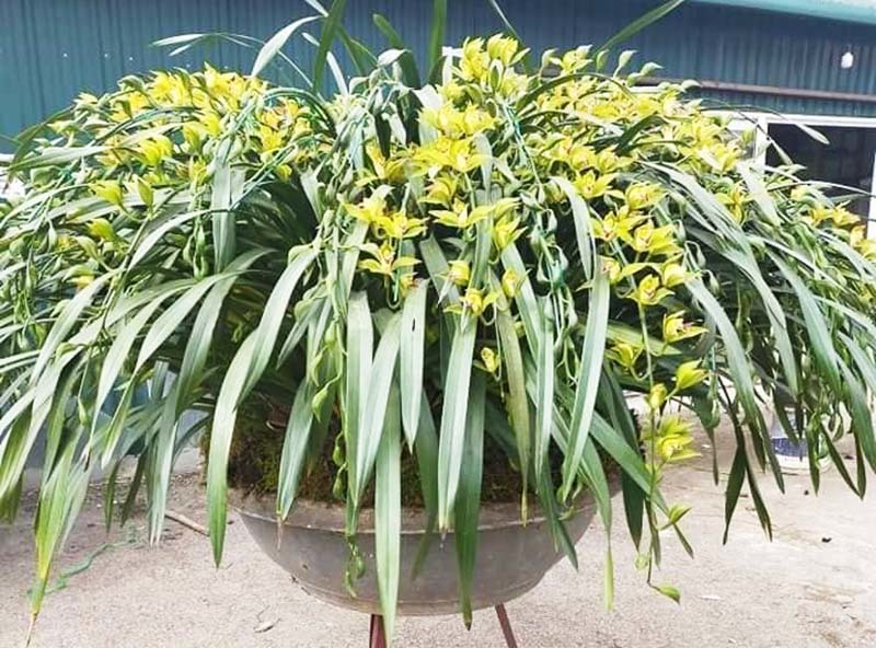 Tranh nhau mua lan tiến vua: Siêu rẻ, giá 13.000 đồng/cành-2