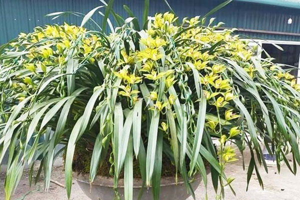 Lan hồ điệp màu lạ hiếm có, tiền triệu một cành vẫn mạnh tay chơi Tết-3