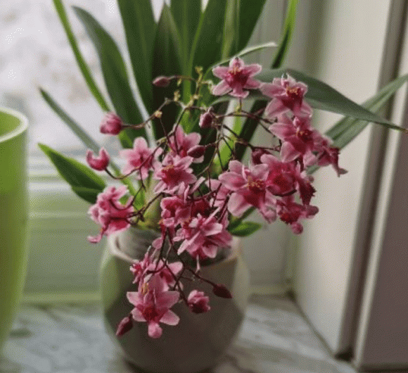 4 loại hoa có mùi thơm như nước xịt phòng, đặt trong nhà vừa sang vừa giúp thanh lọc không khí-1