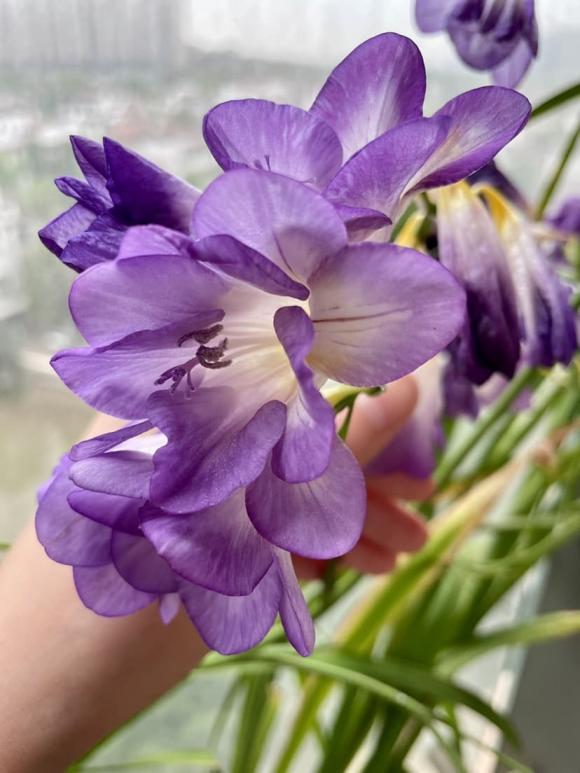 4 loại hoa có mùi thơm như nước xịt phòng, đặt trong nhà vừa sang vừa giúp thanh lọc không khí-3