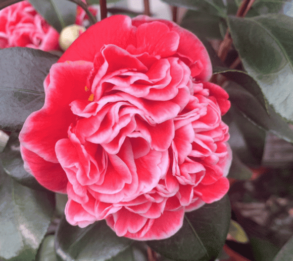 4 loại hoa có mùi thơm như nước xịt phòng, đặt trong nhà vừa sang vừa giúp thanh lọc không khí-5