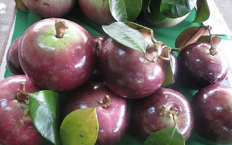 Vú sữa Lò Rèn chín mọng, tím lịm, ít hạt nhiều cùi giảm giá cực sâu, giá 1 kg có nơi chỉ bằng một bát phở-2