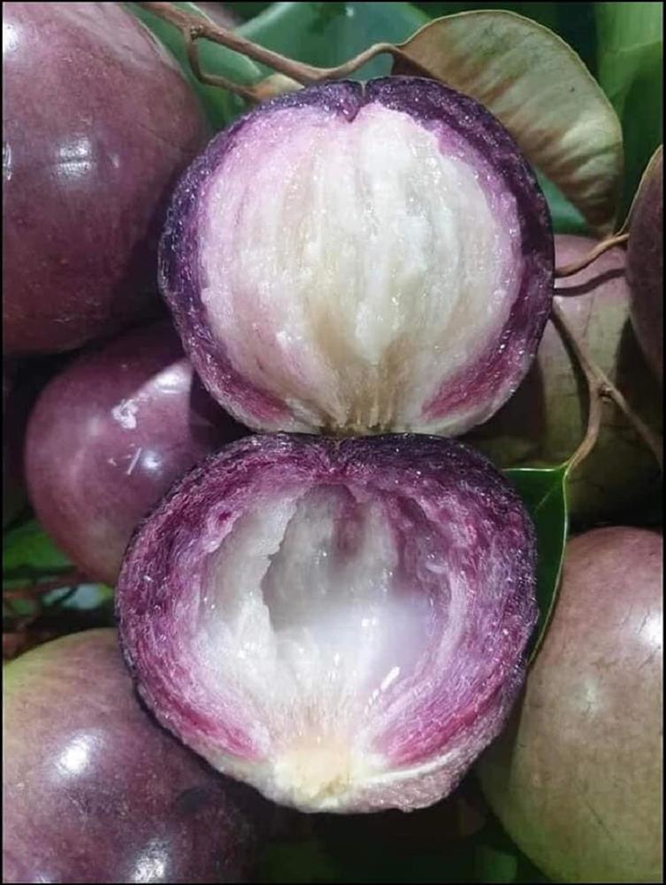 Vú sữa Lò Rèn chín mọng, tím lịm, ít hạt nhiều cùi giảm giá cực sâu, giá 1 kg có nơi chỉ bằng một bát phở-5