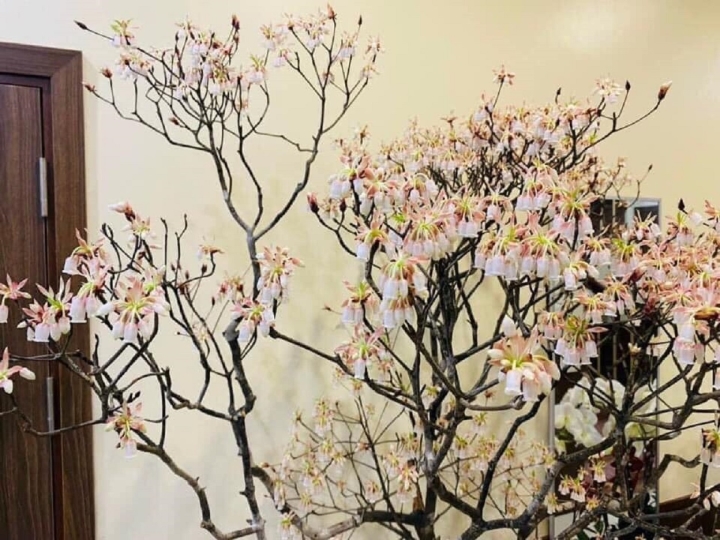 Hoa đào độc lạ, giá tiền triệu hút khách Hà thành mua trưng Tết-1