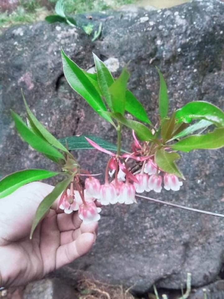 Hoa đào độc lạ, giá tiền triệu hút khách Hà thành mua trưng Tết-2