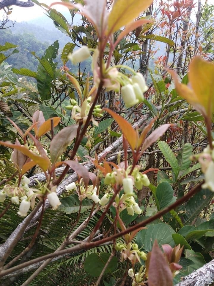 Hoa đào độc lạ, giá tiền triệu hút khách Hà thành mua trưng Tết-3