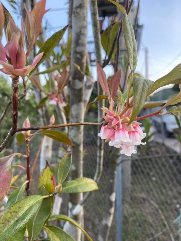 Hoa đào độc lạ, giá tiền triệu hút khách Hà thành mua trưng Tết-4