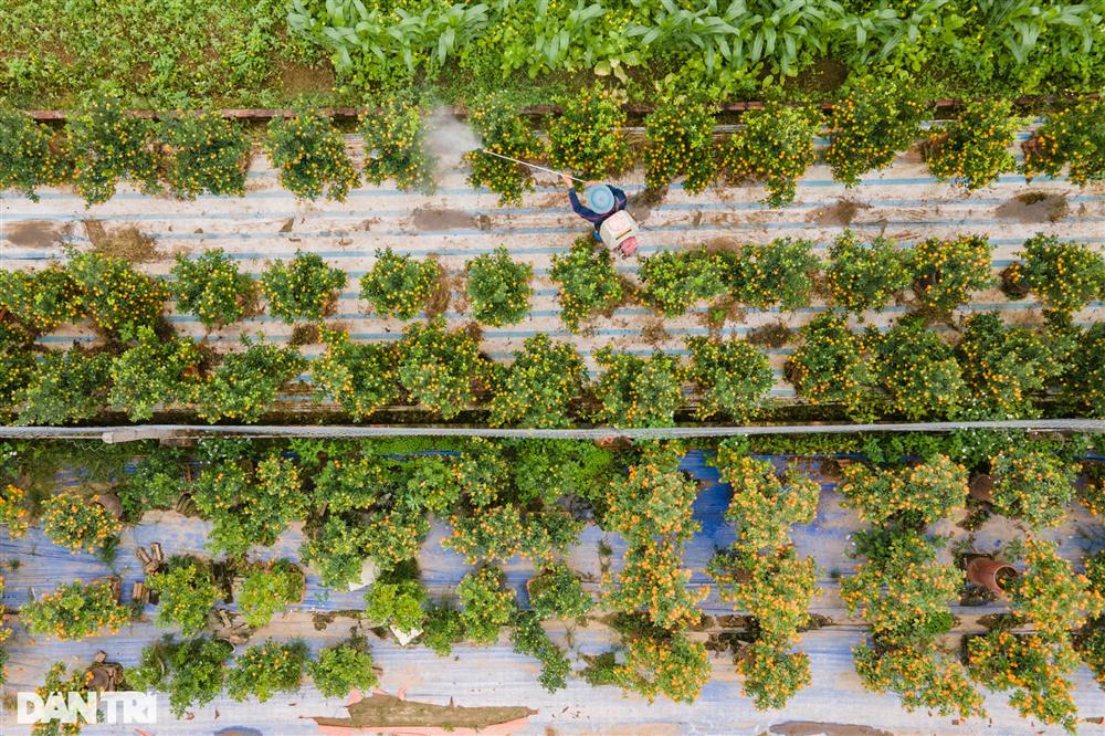 Quất bonsai trăm triệu khoe dáng bày bán tại thủ phủ trồng quất Tứ Liên-1