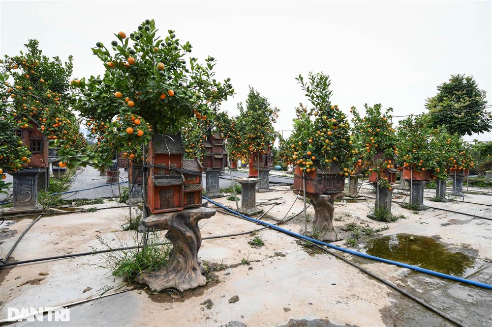 Quất bonsai trăm triệu khoe dáng bày bán tại thủ phủ trồng quất Tứ Liên-9