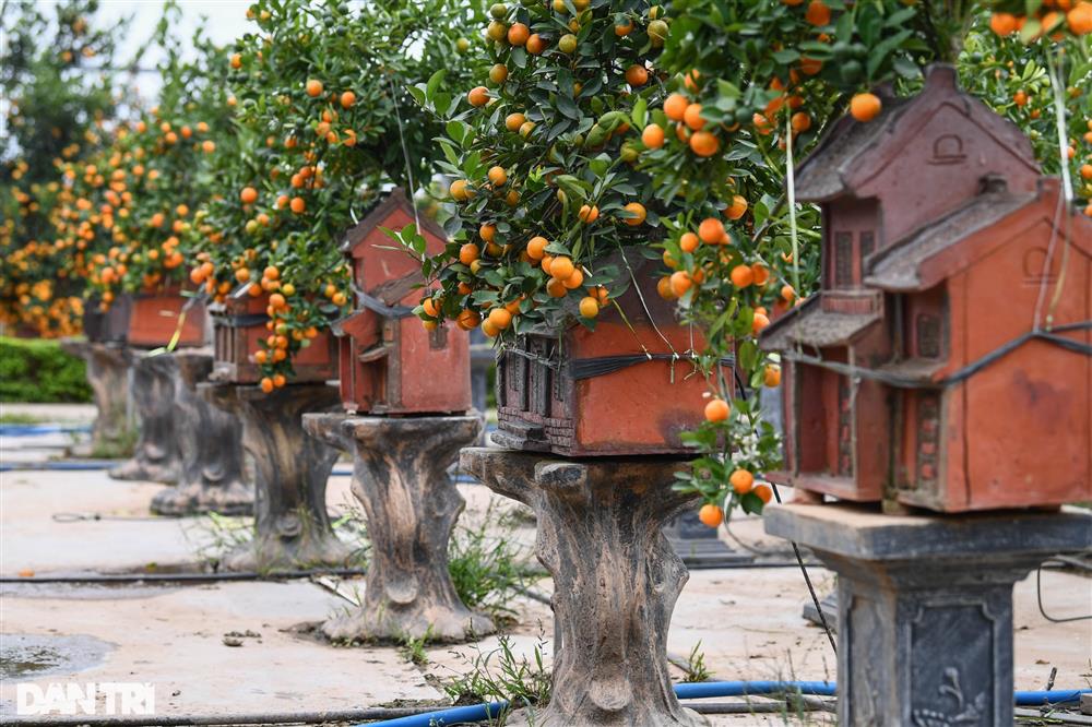 Quất bonsai trăm triệu khoe dáng bày bán tại thủ phủ trồng quất Tứ Liên-10