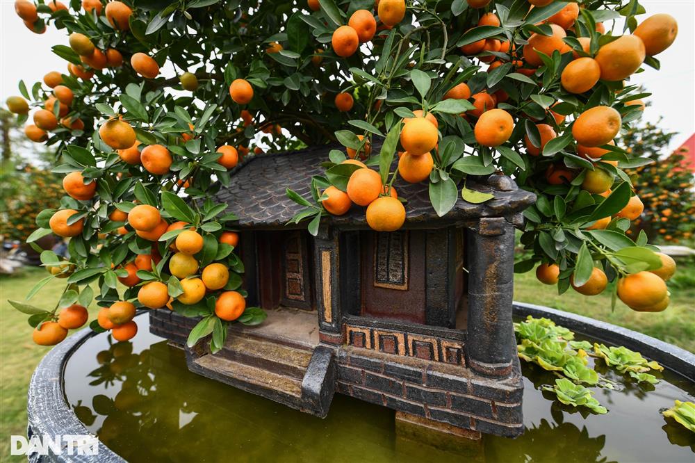 Quất bonsai trăm triệu khoe dáng bày bán tại thủ phủ trồng quất Tứ Liên-11