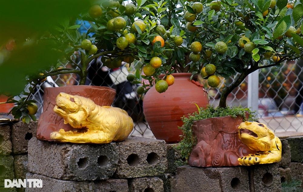 Quất bonsai trăm triệu khoe dáng bày bán tại thủ phủ trồng quất Tứ Liên-2