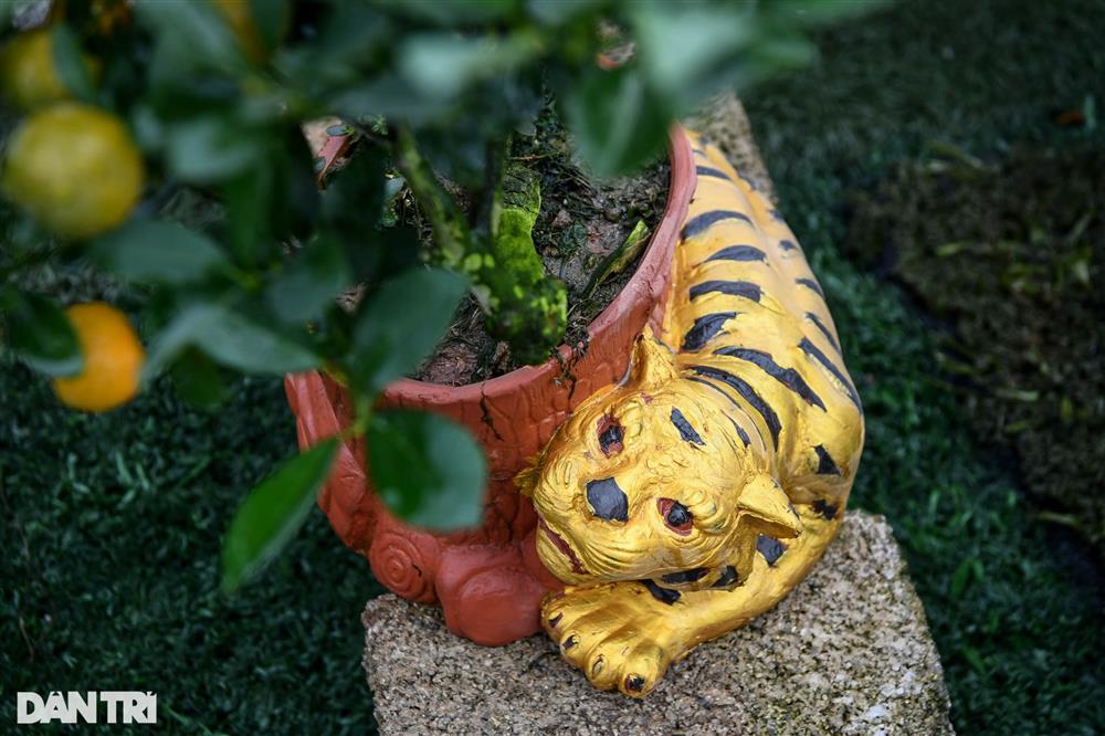 Quất bonsai trăm triệu khoe dáng bày bán tại thủ phủ trồng quất Tứ Liên-3