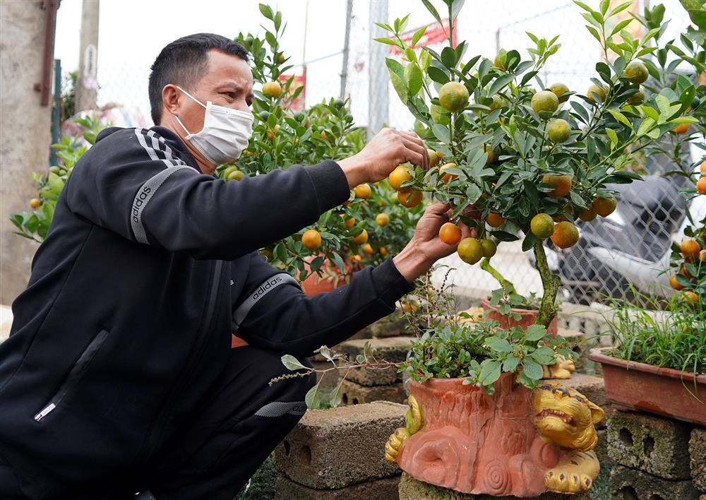 Quất bonsai trăm triệu khoe dáng bày bán tại thủ phủ trồng quất Tứ Liên-4