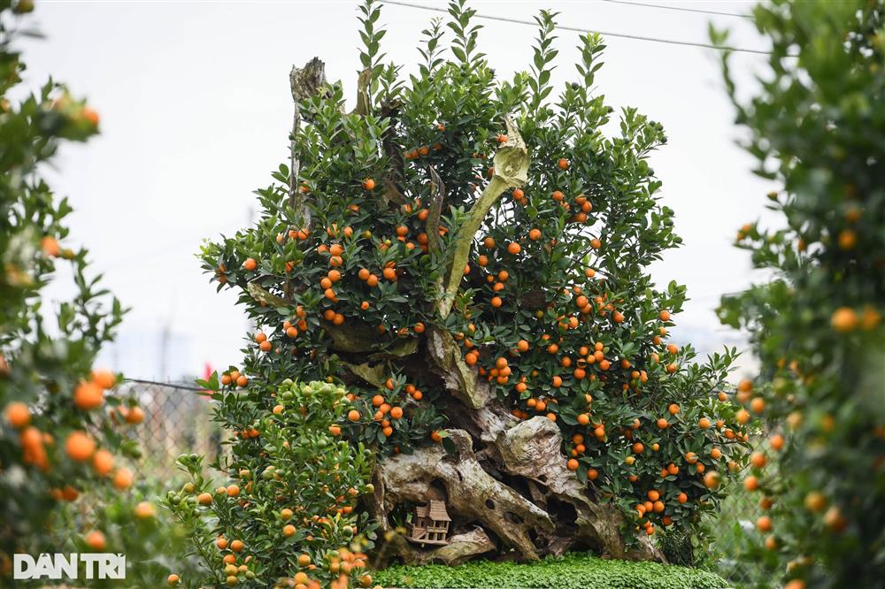 Quất bonsai trăm triệu khoe dáng bày bán tại thủ phủ trồng quất Tứ Liên-6