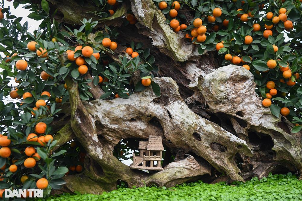 Quất bonsai trăm triệu khoe dáng bày bán tại thủ phủ trồng quất Tứ Liên-7
