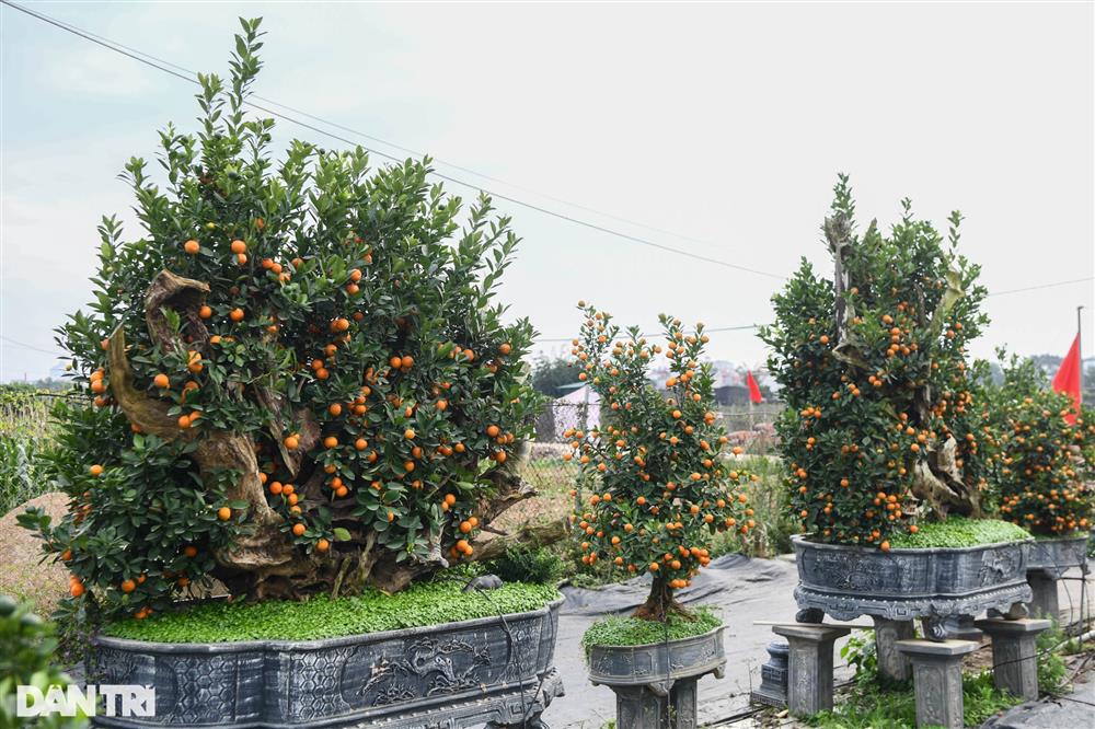 Quất bonsai trăm triệu khoe dáng bày bán tại thủ phủ trồng quất Tứ Liên-8