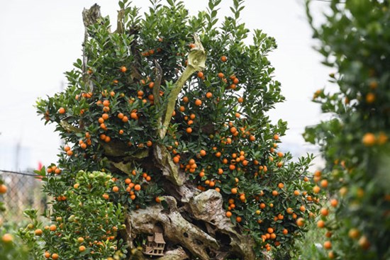 Quất bonsai trăm triệu khoe dáng bày bán tại thủ phủ trồng quất Tứ Liên