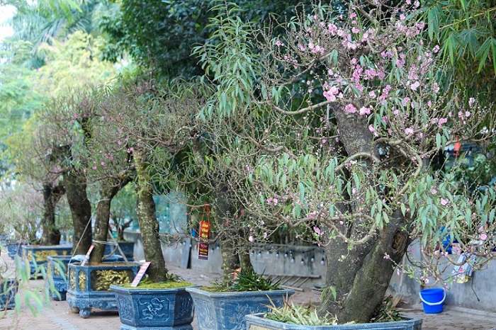 Chiêm ngưỡng những gốc đào cổ trăm tuổi, được cho thuê giá nghìn đô” ở Hà Nội-1