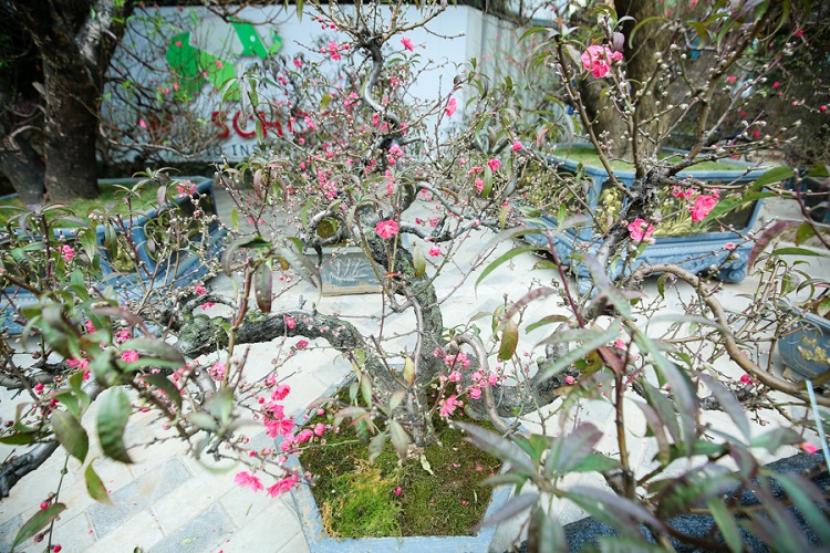 Chiêm ngưỡng những gốc đào cổ trăm tuổi, được cho thuê giá nghìn đô” ở Hà Nội-10