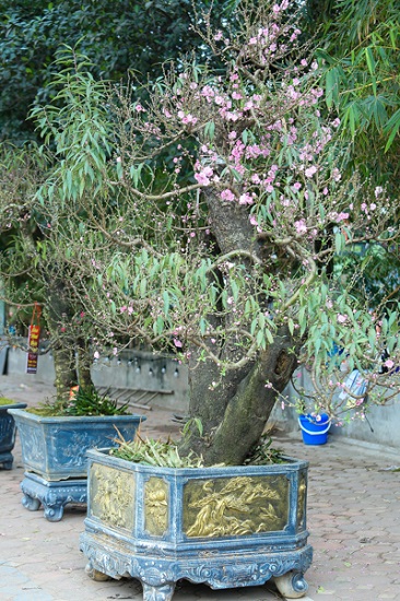 Chiêm ngưỡng những gốc đào cổ trăm tuổi, được cho thuê giá nghìn đô” ở Hà Nội-11