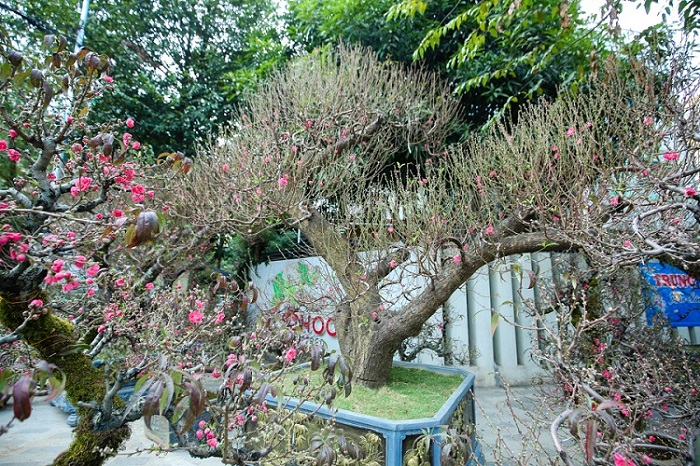 Chiêm ngưỡng những gốc đào cổ trăm tuổi, được cho thuê giá nghìn đô” ở Hà Nội-3