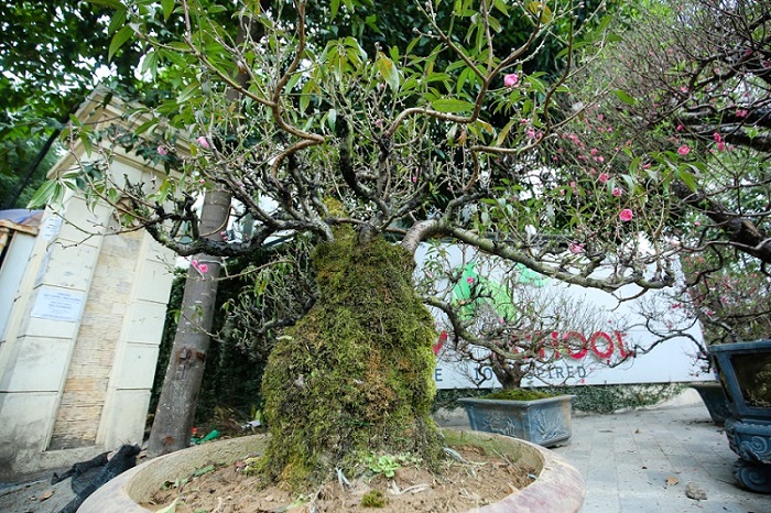Chiêm ngưỡng những gốc đào cổ trăm tuổi, được cho thuê giá nghìn đô” ở Hà Nội-4