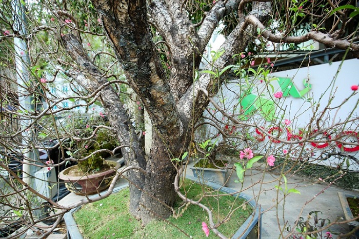 Chiêm ngưỡng những gốc đào cổ trăm tuổi, được cho thuê giá nghìn đô” ở Hà Nội-6