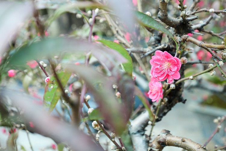 Chiêm ngưỡng những gốc đào cổ trăm tuổi, được cho thuê giá nghìn đô” ở Hà Nội-7