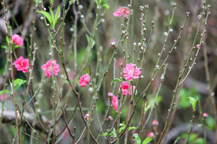 Chiêm ngưỡng những gốc đào cổ trăm tuổi, được cho thuê giá nghìn đô” ở Hà Nội-8