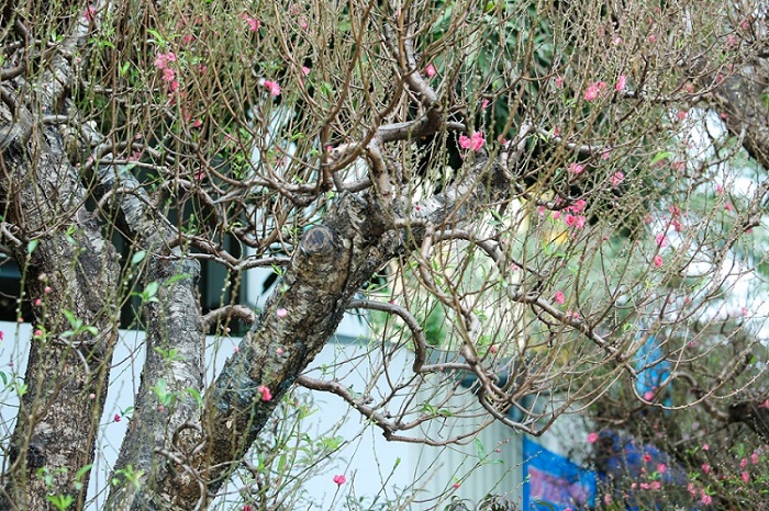 Chiêm ngưỡng những gốc đào cổ trăm tuổi, được cho thuê giá nghìn đô” ở Hà Nội-9